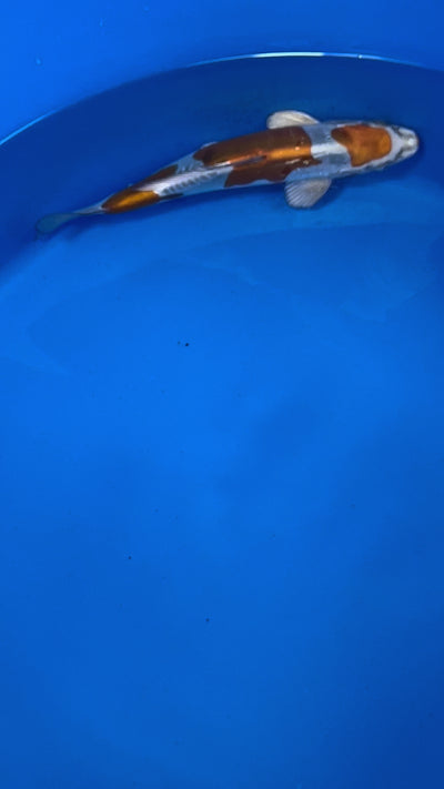 29cm Doitsu Kogane Ochiba (Byer Koi Farm) REF - MA36