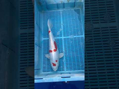 52cm Kikisui (Kanno) REF - AUG183