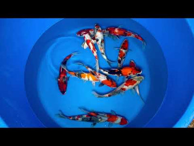 23cm Showa (Marujyu) REF - OCT058