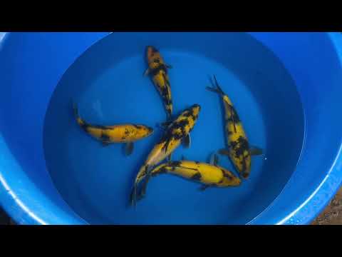 29cm Ki Utsuri (Byer Koi Farm) REF - SEP076