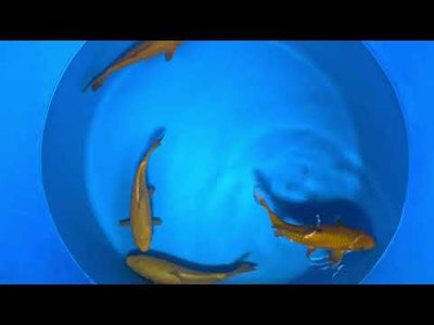 25cm Chagoi (Oakly) (Byer Koi Farm) REF - OC49
