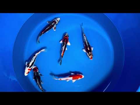 21cm Beni Kikokuryu (Byer Koi Farm) REF - NO01