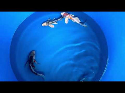 20-24cm Butterfly Koi Tosai (Yamasan) (Bowl 3) REF - JUN112