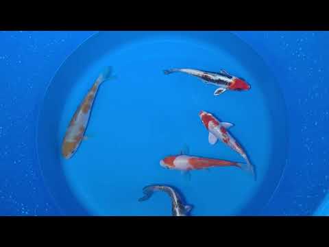 15-20cm Koi Bundle (Byer Koi Farm) REF - D038
