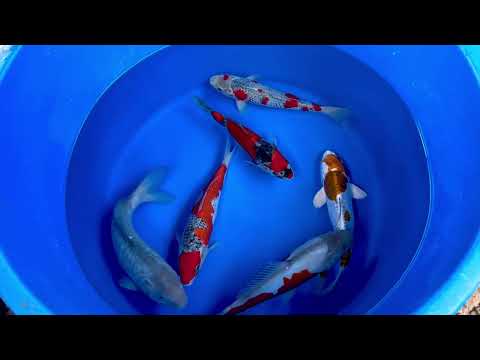 32cm Doitsu Ochiba (Byer Koi Farm) REF - SEP007