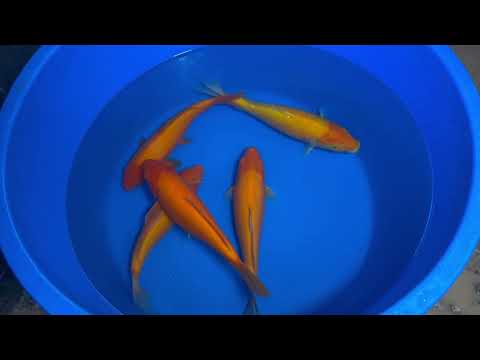 36cm Karashigoi, Mango (Byer Koi Farm) REF - SEP092