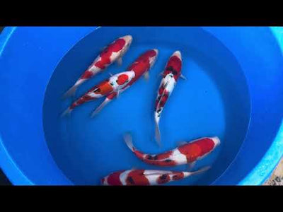 33cm Sanke (Marudo) REF - SEP108