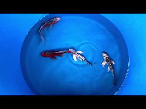 19-25cm Butterfly Koi Tosai (Yamasan) (Bowl 4) REF - JUN113
