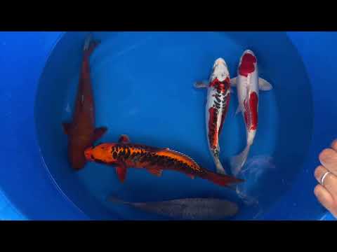 30cm Aragoke Soragoi (Byer Koi Farm) REF - OC05