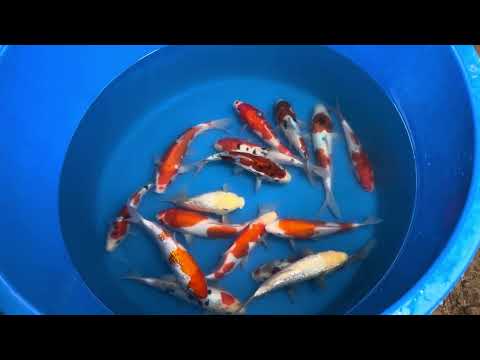 21cm Doitsu Sanke (Shinoda) REF - AUG172