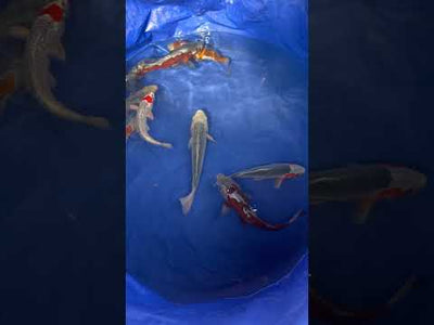 36cm Doitsu Ochiba (Byer Koi Farm) REF - KoiShopStock003