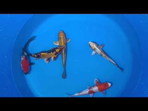15-20cm Koi Bundle (Byer Koi Farm) REF - D037