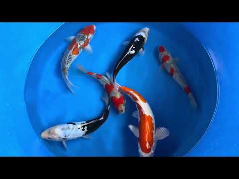30cm Kumonryu (Byer Koi Farm) REF - SEP050