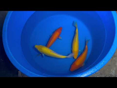 34cm Karashigoi (Byer Koi Farm) REF - SEP094