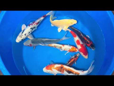 39cm Beni Kikokuryu (Byer Koi Farm) REF - NO18
