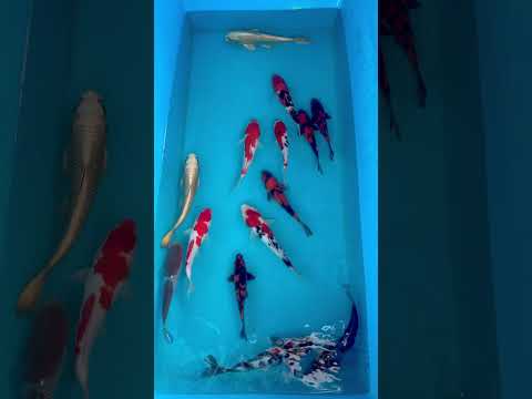 31cm Mukashi Ogon (Byer Koi Farm) REF - AUG115