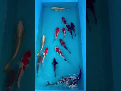31cm Mukashi Ogon (Byer Koi Farm) REF - AUG115