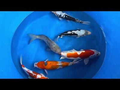 30cm Goshiki (Byer Koi Farm) REF - SEP028