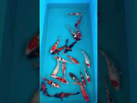 22cm Ginrin Showa (Shinoda) REF - AUG083