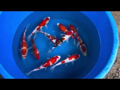 27cm Sanke (Marusei) REF - AUG138