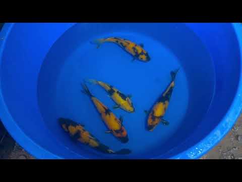31cm Ki Utsuri (Byer Koi Farm) REF - SEP080