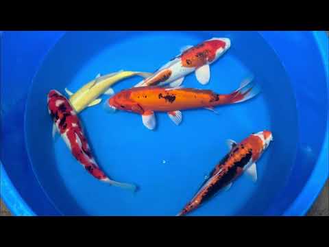 28.5cm Yamabuki Ogon (Byer Koi Farm) REF - NO20