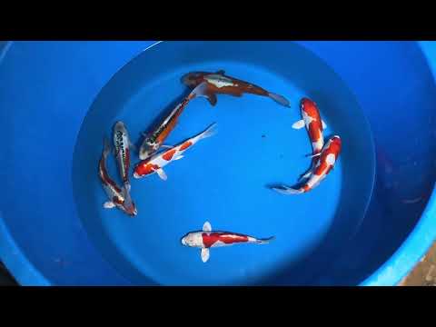 22cm Doitsu Kogane Ochiba (Byer Koi Farm) REF - OCT052