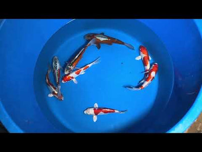 22cm Doitsu Kogane Ochiba (Byer Koi Farm) REF - OCT052