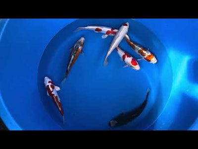 26cm Kikisui (Byer Koi Farm) REF - JUN34