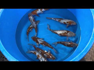 28cm Doitsu Ochiba (Byer Koi Farm) REF - AP009