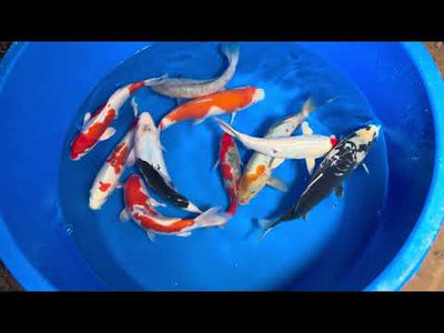 30cm Kikisui (Byer Koi Farm) REF - OCT028