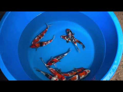 27cm Showa (Sekiguchi) REF - OCT080