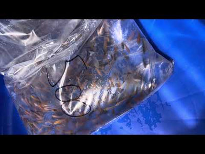 6-8 week old koi fry (Round 1 , 2024)