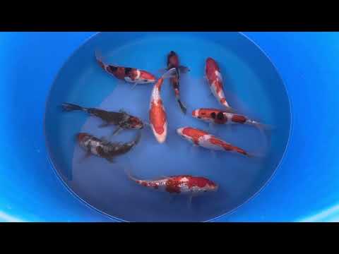 15-17cm Ginrin Kohaku (Shinoda) REF - MA194