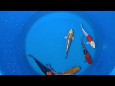 15-20cm Koi Bundle (Byer Koi Farm) REF - D042