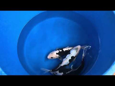 36cm Kumonryu (Byer Koi Farm) REF - SEP060