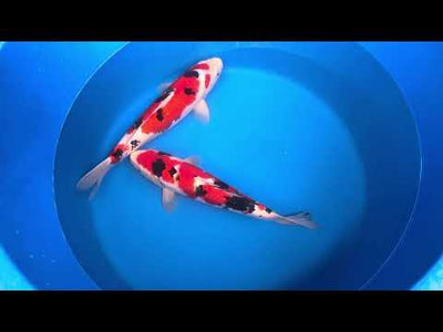 39cm Sanke (Marudo) REF - SEP096