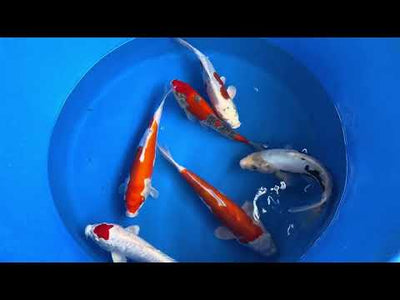 29cm Doitsu Kogane Ochiba (Byer Koi Farm) REF - SEP042