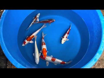 23cm Doitsu Kogane Ochiba (Byer Koi Farm) REF - OCT104