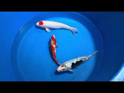 29cm Kumonryu (Byer Koi Farm) REF - SEP056