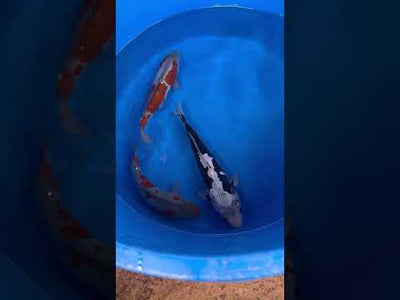 32cm Doitsu Ochiba (Byer Koi Farm) REF - SEP061