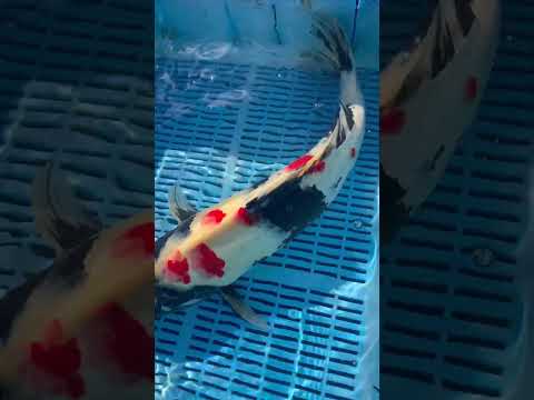 60cm Showa (Sekiguchi) REF - AUG185