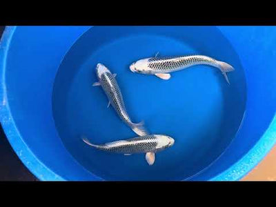 39cm Gin Matsuba (Hosokai) REF - SEP114