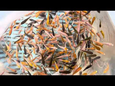 6-8 week old koi fry (Round 1 , 2024)