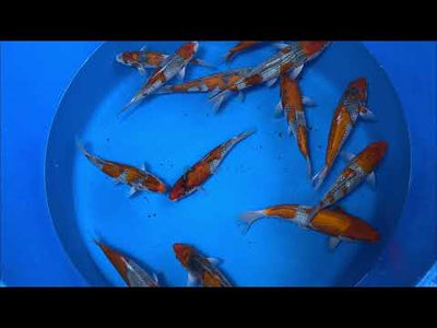 18.5cm Goshiki (Byer Koi Farm) REF - AP029