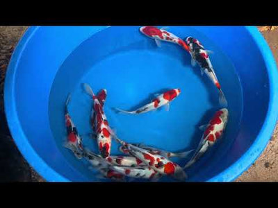 25cm Showa (Sekiguchi) REF - AUG210