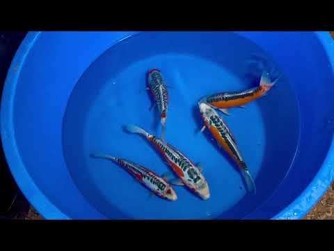 31cm Shusui (Byer Koi Farm) REF - SEP070