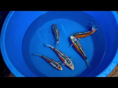 31cm Shusui (Byer Koi Farm) REF - SEP070