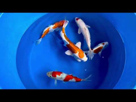 36cm Doitsu Kogane Ochiba (Byer Koi Farm) REF - SEP015