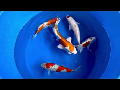 36cm Doitsu Kogane Ochiba (Byer Koi Farm) REF - SEP015